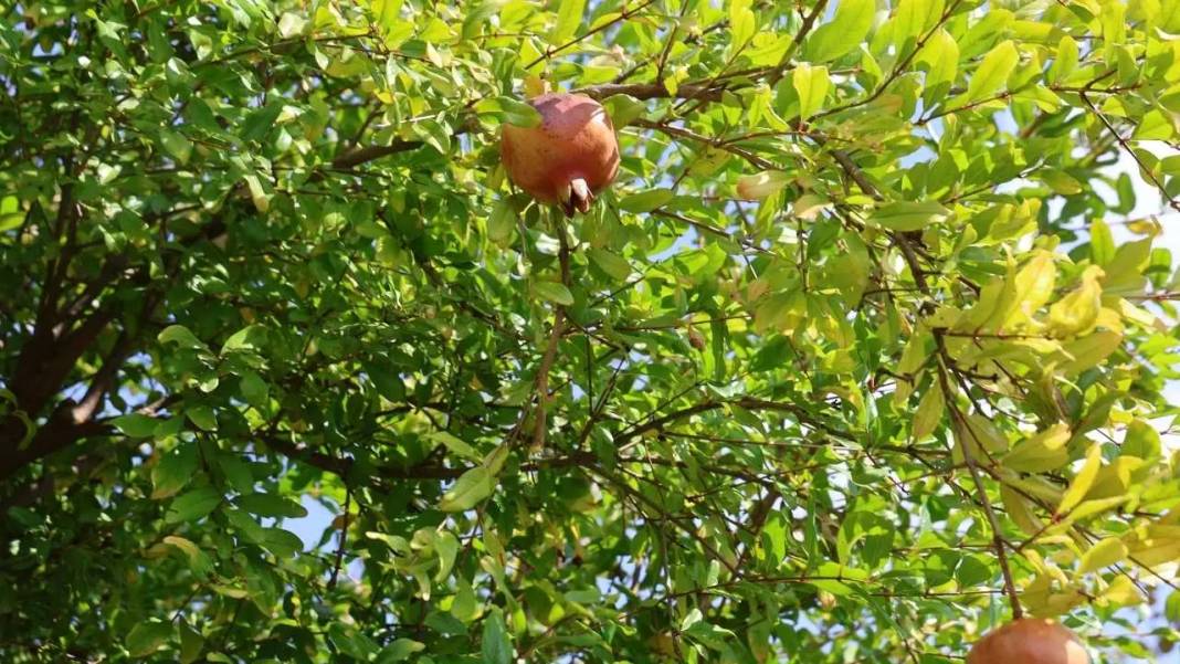 Adana'nın Tescilli Kuytucak Narında Rekolteyi Don Vurdu! Fiyatlar Uçtu 2